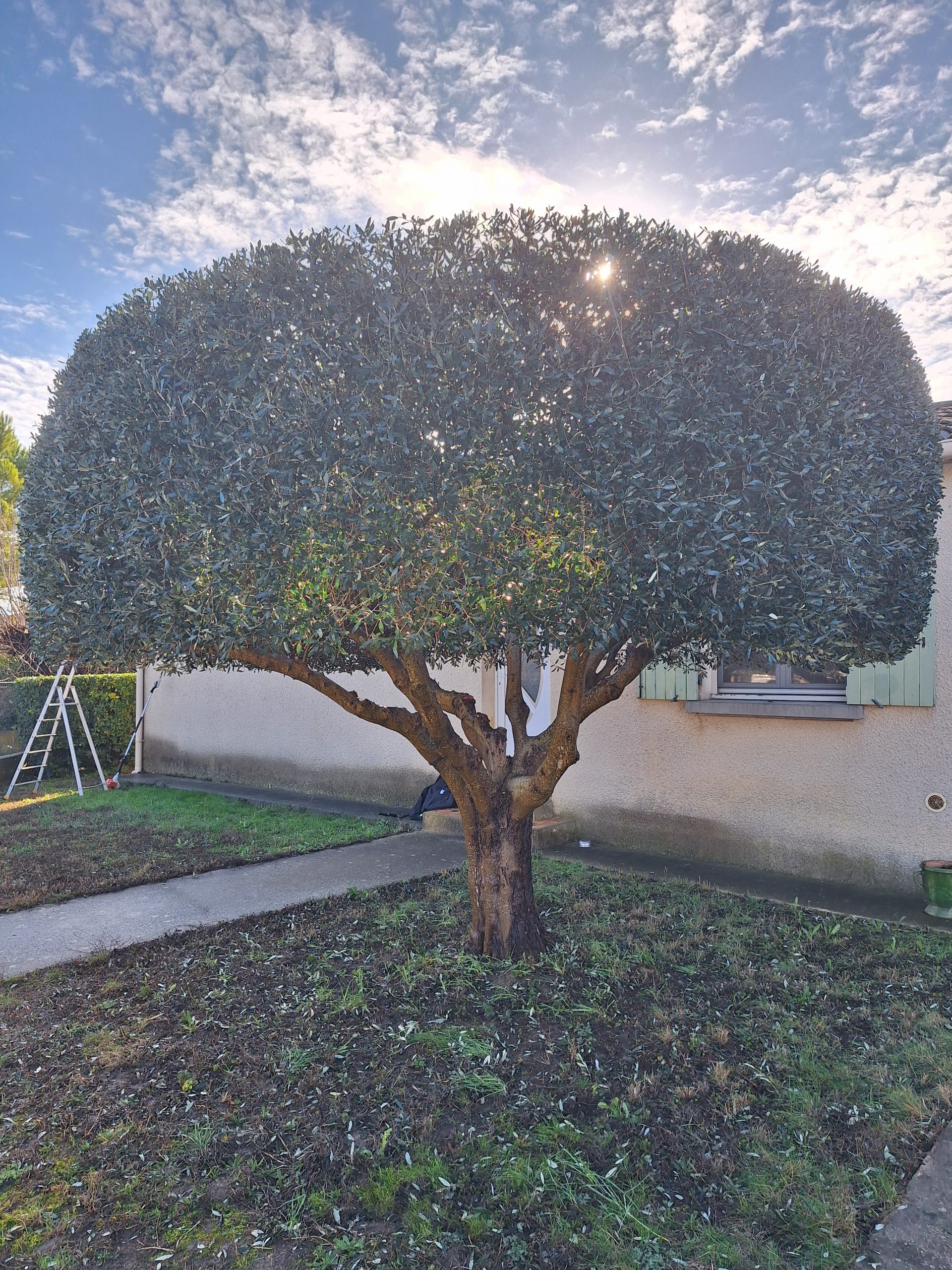 Pourquoi tailler son Olivier ?